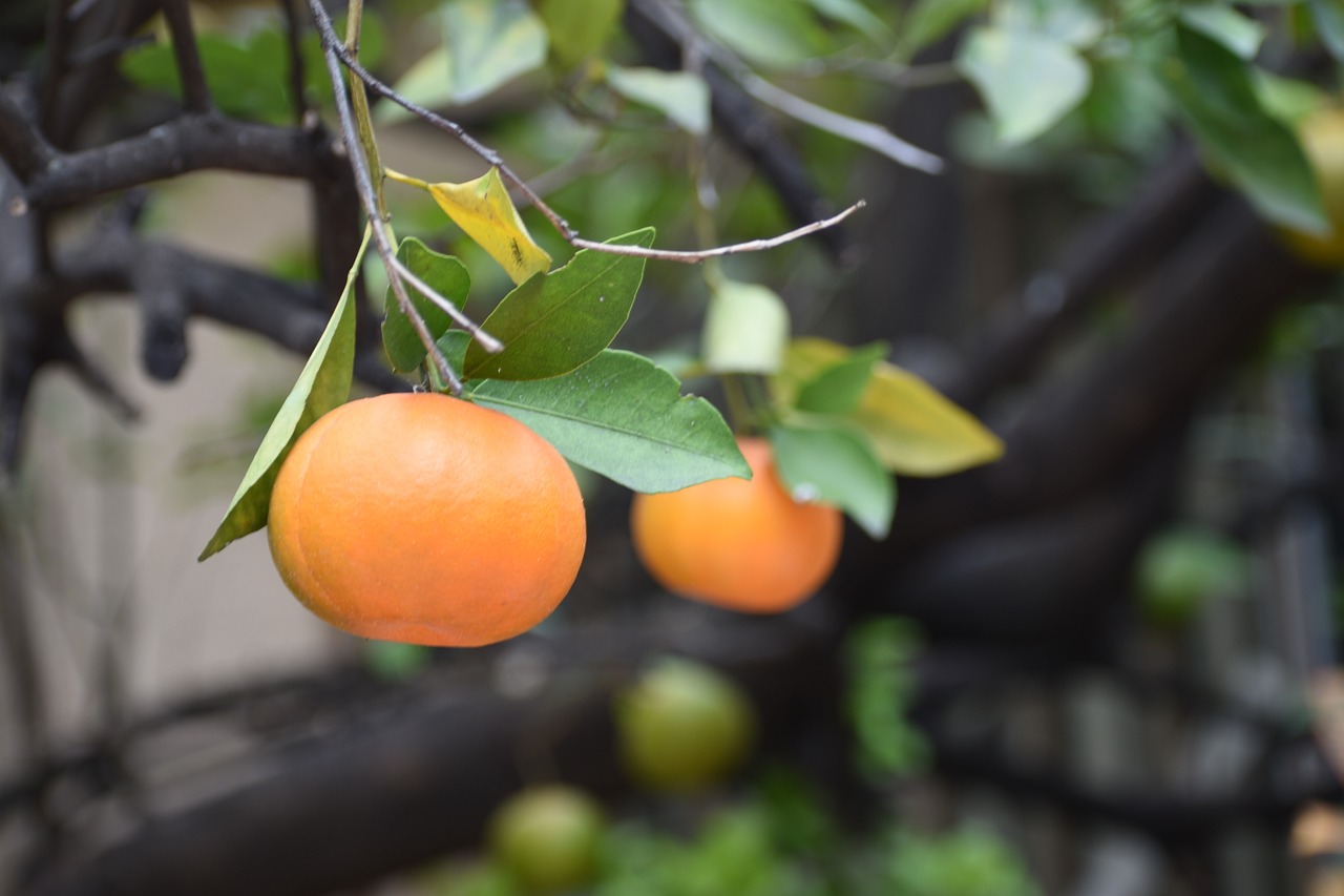 Creating and Maintaining an Organic Orchard